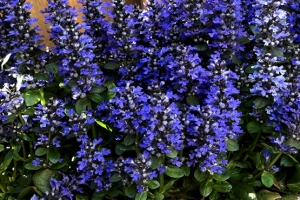 Ajuga 'Blueberry Muffin' 